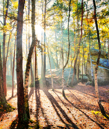 Forêt